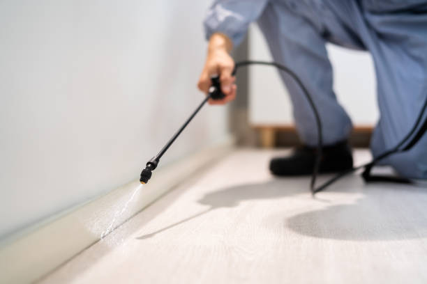 Licensed Wasp Removal service in Boaz, WV - Show Me Pest Control